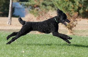 Does Your Dog Need to Get His Workout On? Does Your Dog Need to Get His Workout On