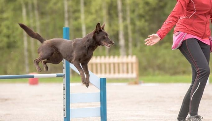Agility Training for Dogs: The Ultimate Beginners Guide