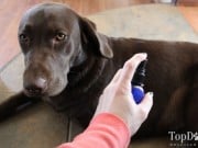 Review: Eco Dog Care Pet Shampoo and Freshening Spray Eco Dog Care Pet Shampoo and Freshening Spray Review