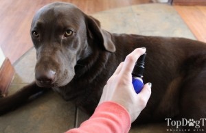 Review: Eco Dog Care Pet Shampoo and Freshening Spray Eco Dog Care Pet Shampoo and Freshening Spray Review