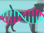 Embark Is Looking for Answers From Dog Drool Embark Looking for Answers From Dog Drool