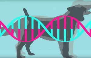 Embark Is Looking for Answers From Dog Drool Embark Looking for Answers From Dog Drool