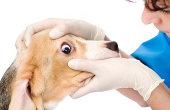 Diagnosing and Treating An Eye Infection in Dogs Eye Infections in Dogs - Diagnosing and Treating Dog Eyes