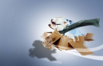 Flying With A Dog: Short Dog Travel Guide for Pet Parents Flying With A Dog - Short Dog Travel Guide for Pet Parents