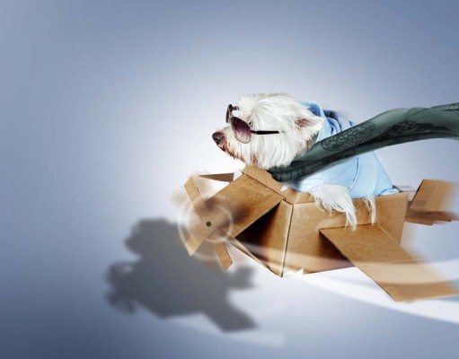 Flying With A Dog: Short Dog Travel Guide for Pet Parents Flying With A Dog - Short Dog Travel Guide for Pet Parents
