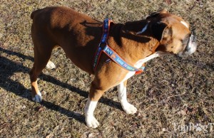 Review: Heads Up For Tails Dog Harness, Leash and Bandana Heads Up For Tails