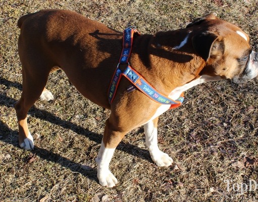 Review: Heads Up For Tails Dog Harness, Leash and Bandana Heads Up For Tails