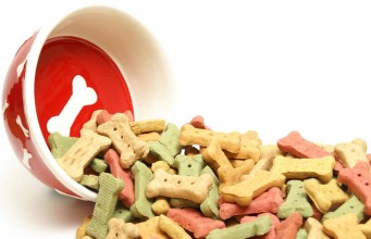 How to Know Which is the Healthiest Dog Food? How to Know Which is the Healthiest Dog Food