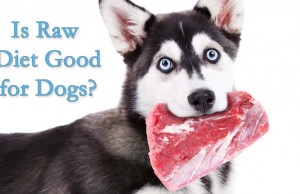 Interview: Is Raw Dog Food Diet Safe for Dogs? Is the Raw Food Diet for Dogs a Good Choice for My Pet