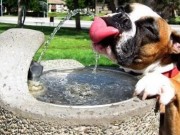 K-10+ Offers the Next Evolution in Dog Supplements and Health Products K-10+ Offers the Next Evolution in Dog Supplements and Health Products