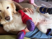Legless Dog Gets New Leash on Life Legless Dog Gets New Leash on Life