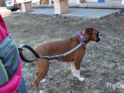 Review: Mutts and the City Hands Free Dog Leash System Mutts and the City Hands Free Dog Leash System Review