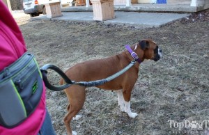 Review: Mutts and the City Hands Free Dog Leash System Mutts and the City Hands Free Dog Leash System Review
