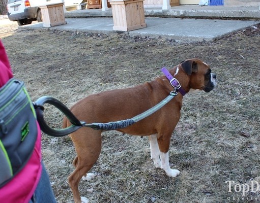 Review: Mutts and the City Hands Free Dog Leash System Mutts and the City Hands Free Dog Leash System Review