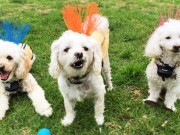 Protect Your Dog From Predators with The CoyoteVest Protect Your Dog From Predators with The CoyoteVest