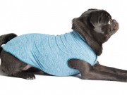 Sun Shield Tees May Protect Your Pet From Skin Cancer Sun Shield Tees Can Protect Your Dog From the Sun
