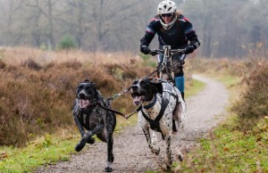 7 Best Blogs About Biking with Dogs The Best Blogs About Biking for Dogs