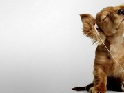 The Laurel Canyon Animal Company Specializes in Music for Dogs The Laurel Canyon Animal Company Specializes in Music for Dogs