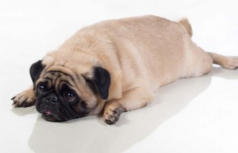 Expert Interview: The Risks of Canine Obesity and How To Keep Your Dog Fit The Risks of Canine Obesity and How To Keep Your Dog Fit