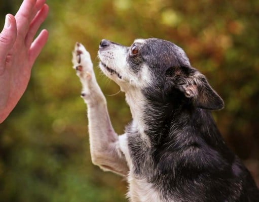 8 Tips on How to Keep Your Senior Dog Active Tips for Keeping Your Senior Dog Active and Healthy
