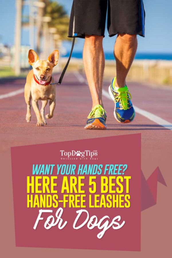 The Best Hands Free Dog Leash Choices in 2020 (Review Update)