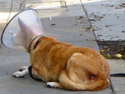 Tulane’s Closet Has Created An Alternative to “The Collar of Shame” Tulane's Closet