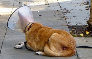 Tulane’s Closet Has Created An Alternative to “The Collar of Shame” Tulane's Closet