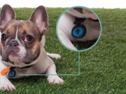 Twigo Tags Are Drawing Attention to National Pet ID Week Twigo Dog Tags Are Drawing Attention to National Pet ID Week