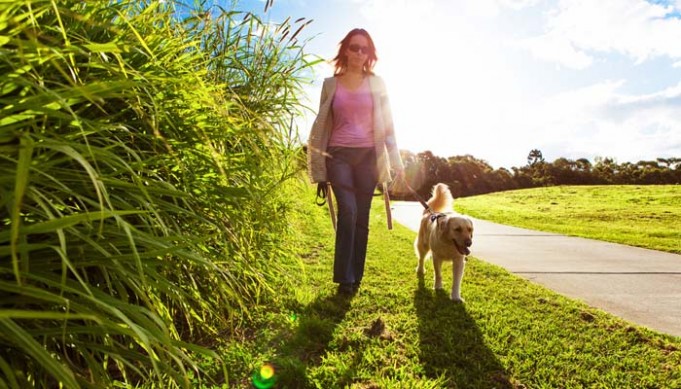 Snapshot of Dog Lawn Safely Walking