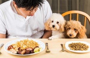 Do You Know Your Dog’s Nutritional Needs? What Are My Dog Nutritional Needs