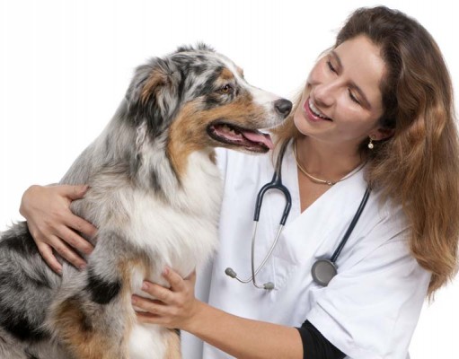 Expert Interview: What Is Holistic Veterinary Medicine for Dogs? What Is Holistic Veterinary Medicine for Dogs