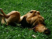Your Itchy Dog Could Win You Cash From TriDerma Your Itchy Dog Could Win Cash From TriDerma