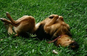 Your Itchy Dog Could Win You Cash From TriDerma Your Itchy Dog Could Win Cash From TriDerma