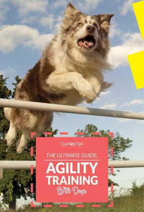 Agility Training for Dogs: The Ultimate Beginners Guide
