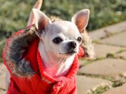 Top 5 Best Coats for Dogs Best Coats for Dogs