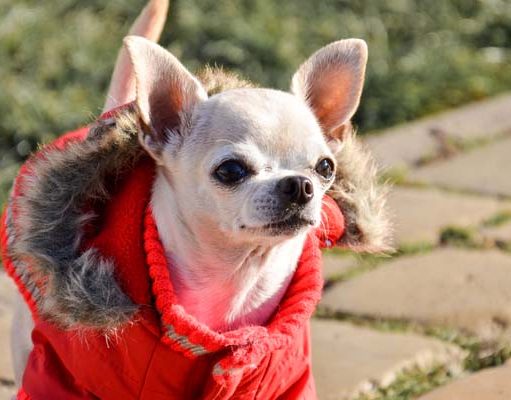 Top 5 Best Coats for Dogs Best Coats for Dogs