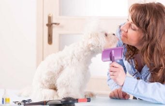 6 Best Dog Grooming Courses Online Best Dog Grooming Courses Online