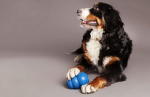 The Best KONG Dog Toys Best KONG Dog Toys