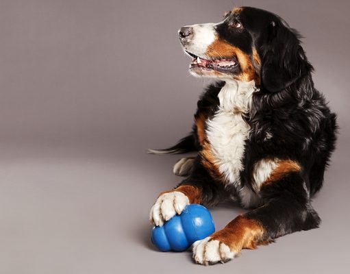 The Best KONG Dog Toys Best KONG Dog Toys