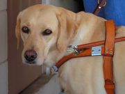 Boy With Down Syndrome and Autism Relies on Service Dog Boy Suffering From Downs Syndrome and Autism Relies on Service Dog