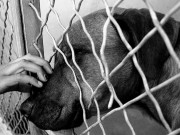 Coso The Dog Does EPIC Goodbye Photo When Adopted Coso The Dog Does EPIC Goodbye Photo When Adopted