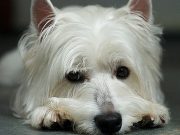 Does Your Dog Feel Unloved? Does Your Dog Feel Unloved
