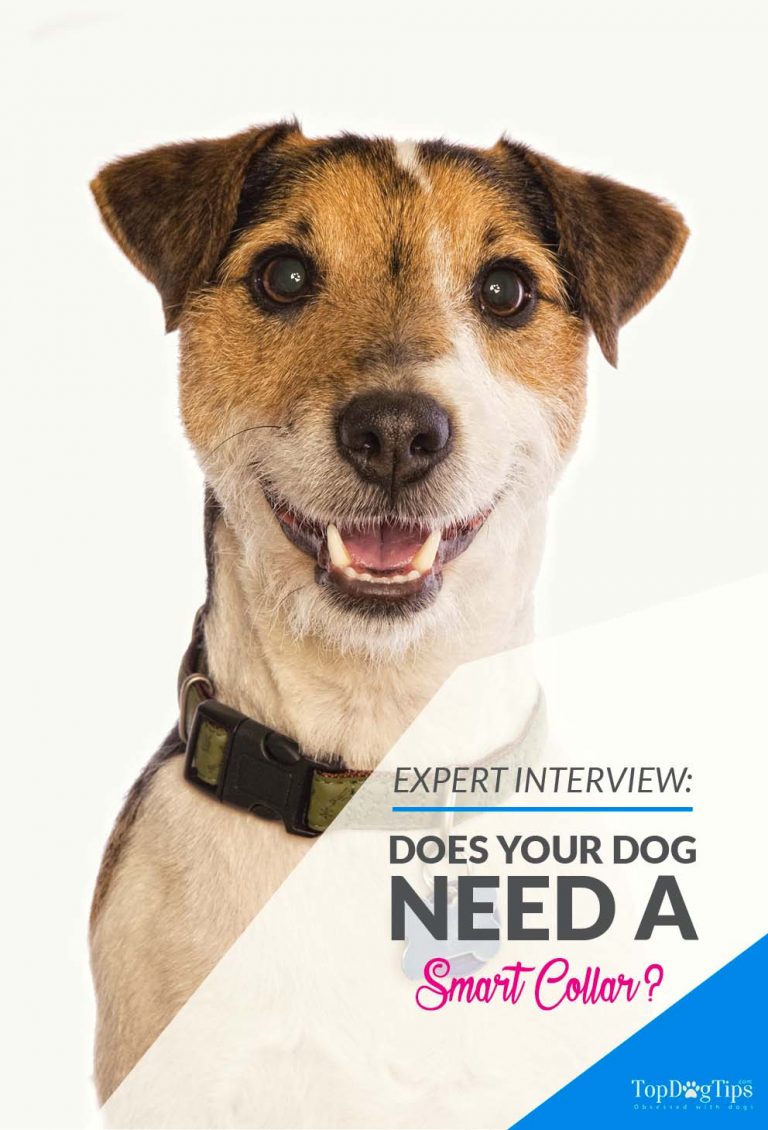 Expert Interview Does Your Dog Need a Smart Collar?