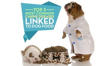 3 Canine Diseases Linked to Dog Food and Nutrition Dog Diseases Linked to Dog Food and Nutrition