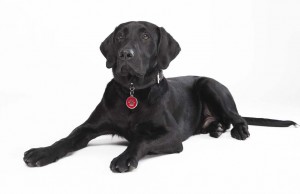 Dog Identification Tags: A Dog Owner’s Buying Guide Dog Identification Tags How to Buy Dog ID Tags