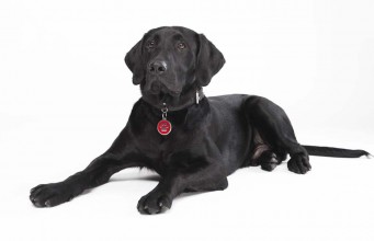 Dog Identification Tags: A Dog Owner’s Buying Guide Dog Identification Tags How to Buy Dog ID Tags