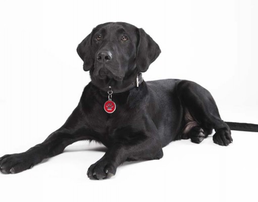 Dog Identification Tags: A Dog Owner’s Buying Guide Dog Identification Tags How to Buy Dog ID Tags