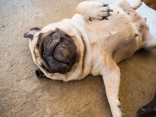 Dog Upside Down Sleeping Position