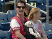 Dog Wins Big At The Ball Park Dog Wins Big At The Ball Park