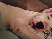 Have You Ever Seen a Dog This Happy to Sleep in a Bed? Have You Ever Seen a Dog This Happy to Sleep in a Bed
